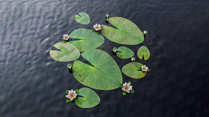 渲染模型_荷花002