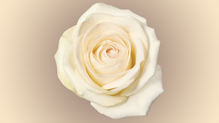 渲染模型_鲜花007