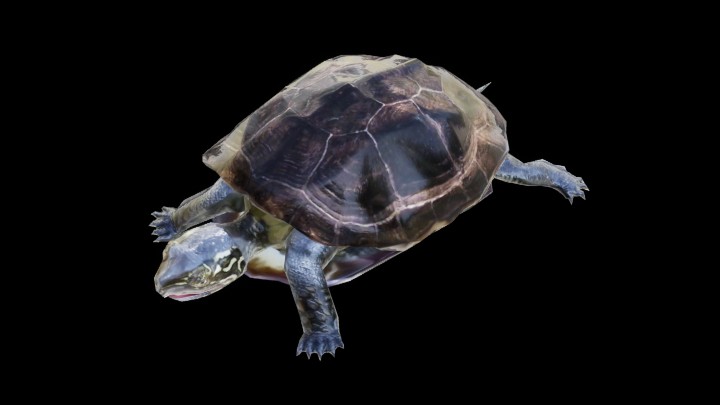 UE项目资源_模型资源_乌龟002