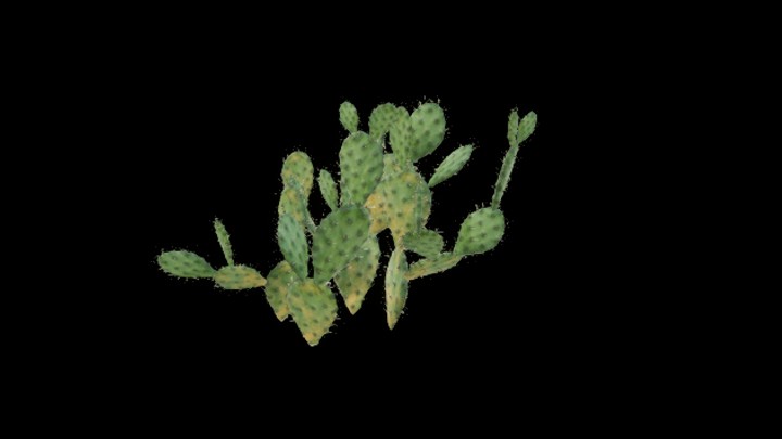 UE项目资源_模型资源_仙人掌094