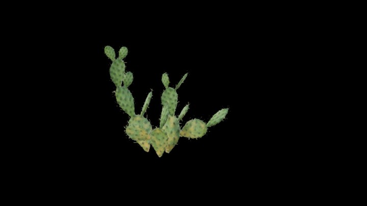 UE项目资源_模型资源_仙人掌095