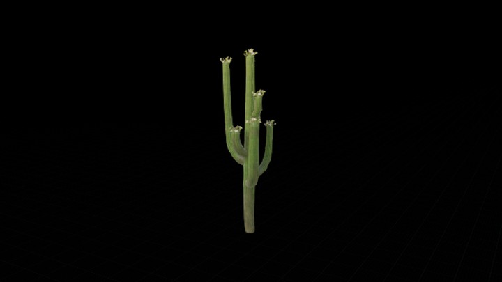 UE项目资源_模型资源_仙人掌113