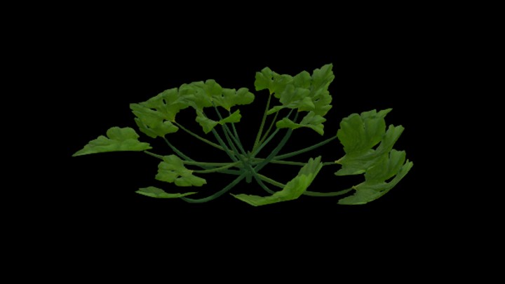 UE项目资源_模型资源_南瓜藤004