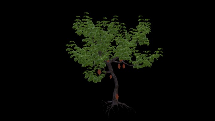 UE项目资源_模型资源_可可树005