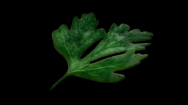 UE项目资源_模型资源_叶子022