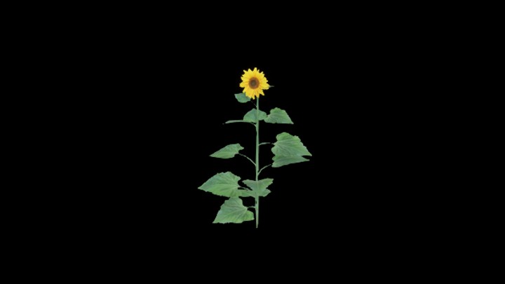 UE项目资源_模型资源_向日葵007