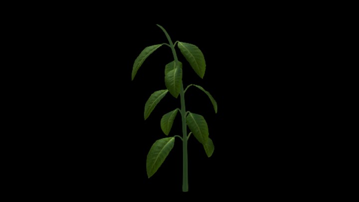 UE项目资源_模型资源_向日葵013