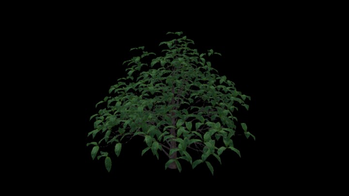 UE项目资源_模型资源_咖啡豆树004