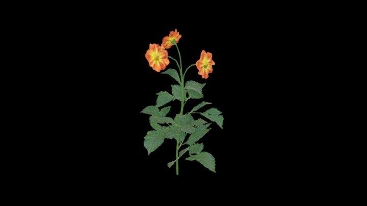 UE项目资源_模型资源_大丽花008