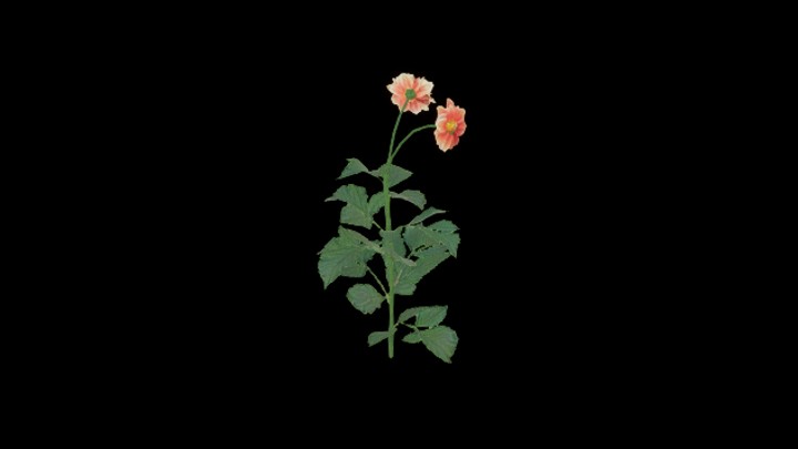 UE项目资源_模型资源_大丽花009