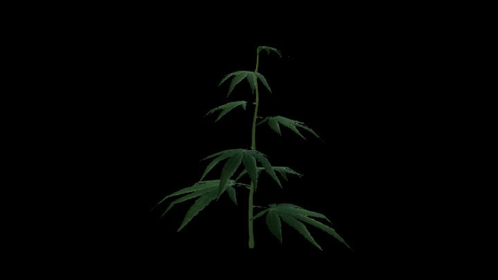 UE项目资源_模型资源_大麻004