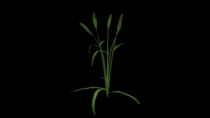 UE项目资源_模型资源_小麦苗004