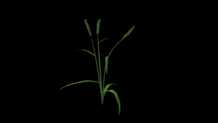 UE项目资源_模型资源_小麦苗006