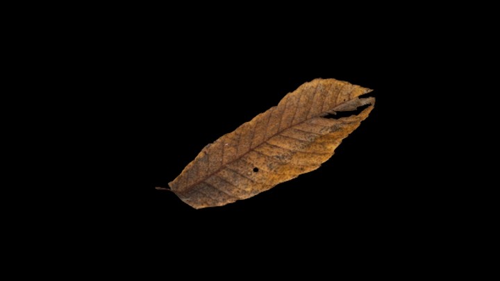 UE项目资源_模型资源_枯叶015