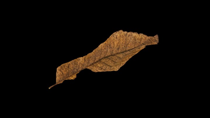 UE项目资源_模型资源_枯叶016