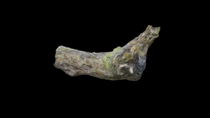 UE项目资源_模型资源_枯树070