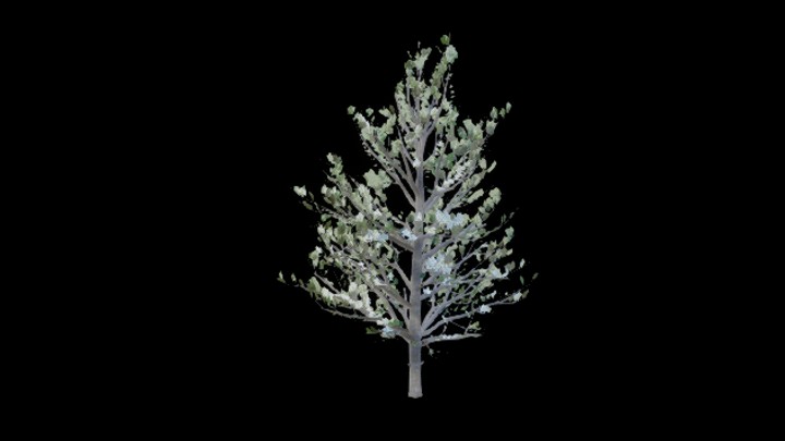 UE项目资源_模型资源_树1203