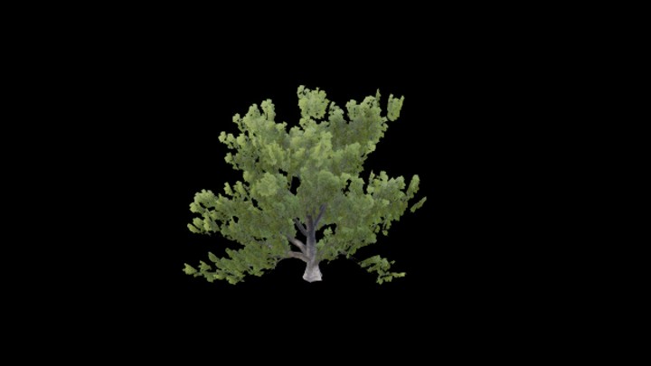 UE项目资源_模型资源_树1349