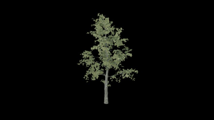 UE项目资源_模型资源_树1438