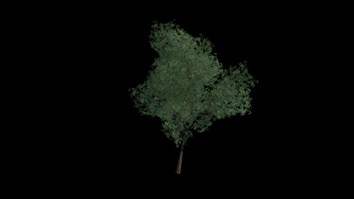 UE项目资源_模型资源_树1449