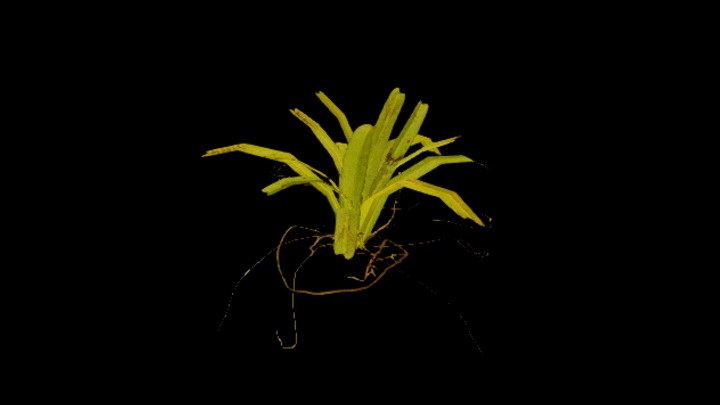 UE项目资源_模型资源_树892