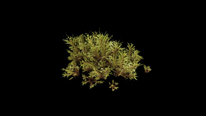 UE项目资源_模型资源_树897