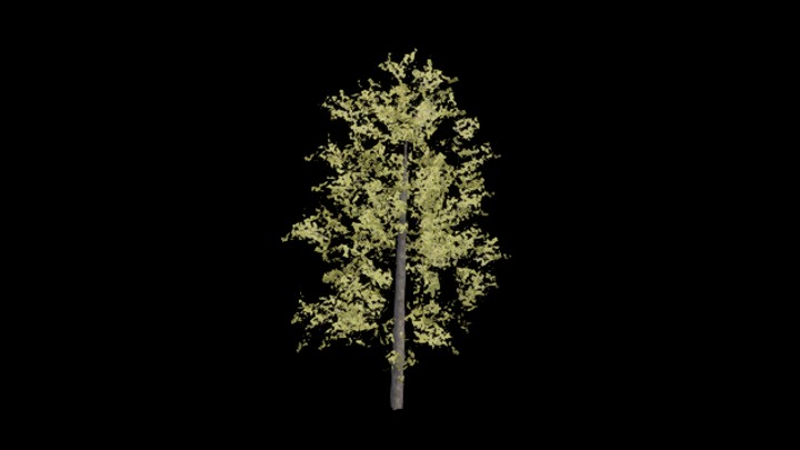 UE项目资源_模型资源_树988