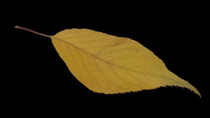 UE项目资源_模型资源_树叶043