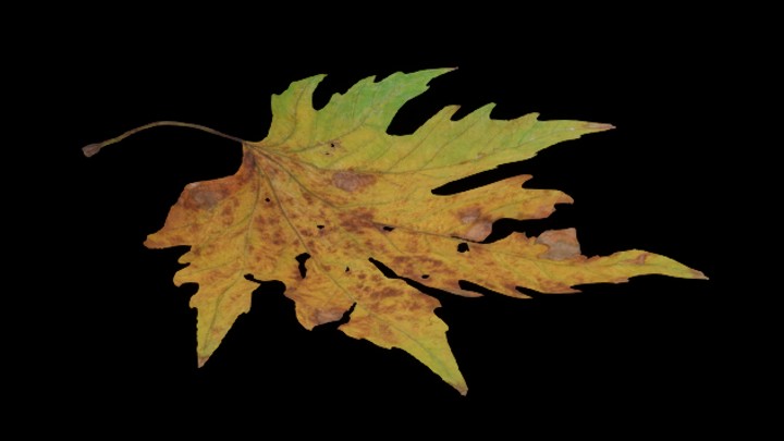 UE项目资源_模型资源_树叶049