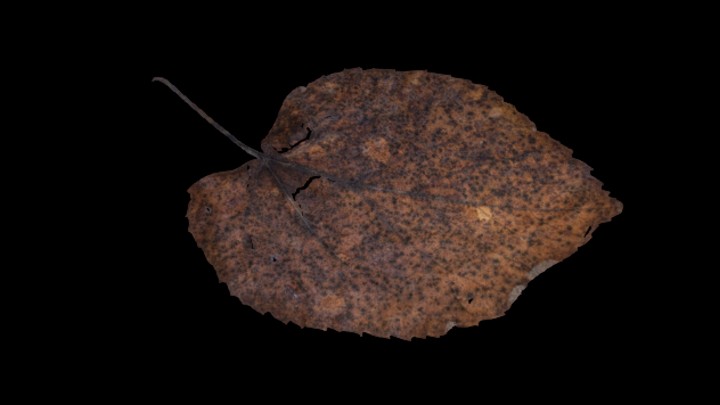 UE项目资源_模型资源_树叶057