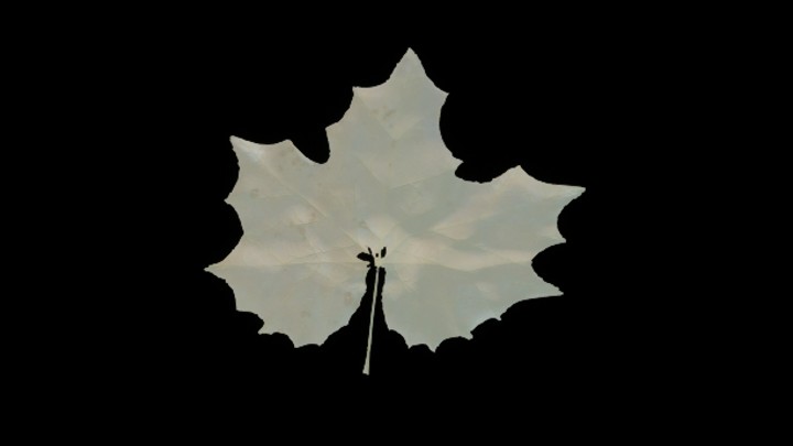 UE项目资源_模型资源_树叶069