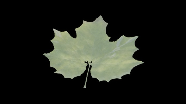 UE项目资源_模型资源_树叶071