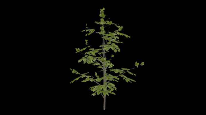 UE项目资源_模型资源_树木038