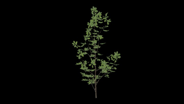 UE项目资源_模型资源_树木040