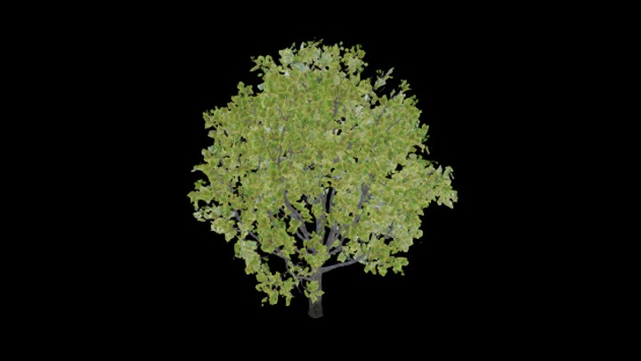 UE项目资源_模型资源_树木070