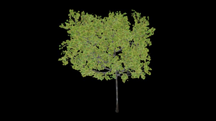 UE项目资源_模型资源_树木071