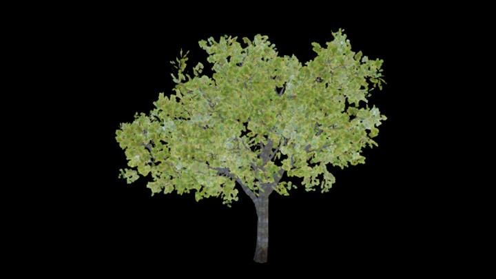 UE项目资源_模型资源_树木072