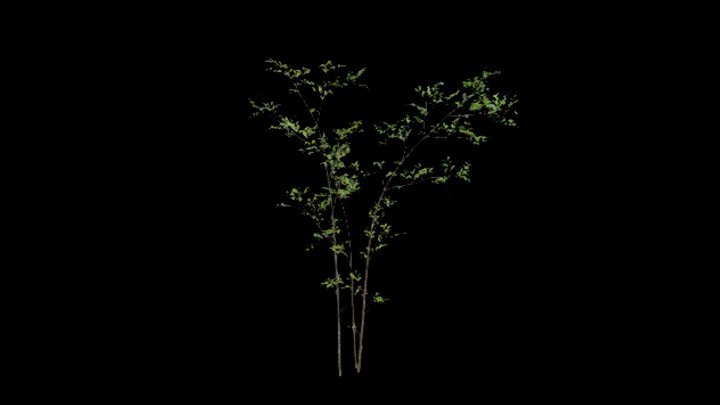 UE项目资源_模型资源_树木073