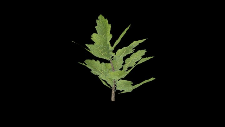 UE项目资源_模型资源_树苗033