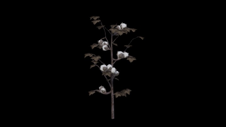 UE项目资源_模型资源_棉花004