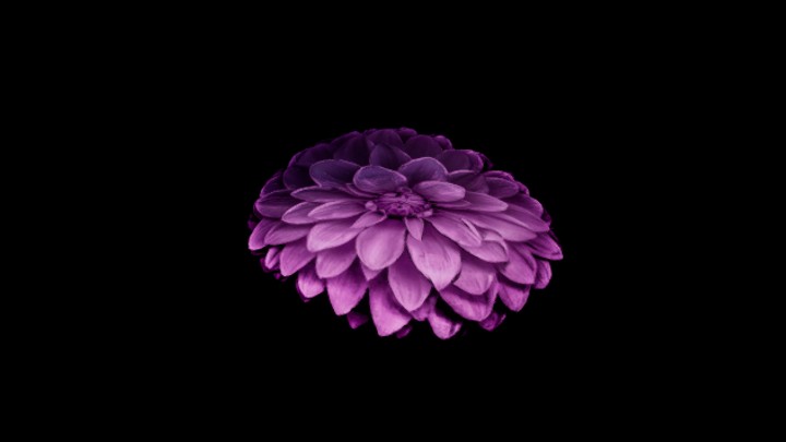 UE项目资源_模型资源_植物1025