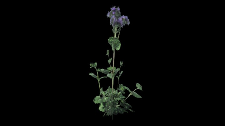 UE项目资源_模型资源_植物1033