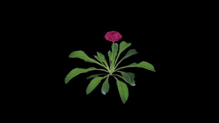 UE项目资源_模型资源_植物1076