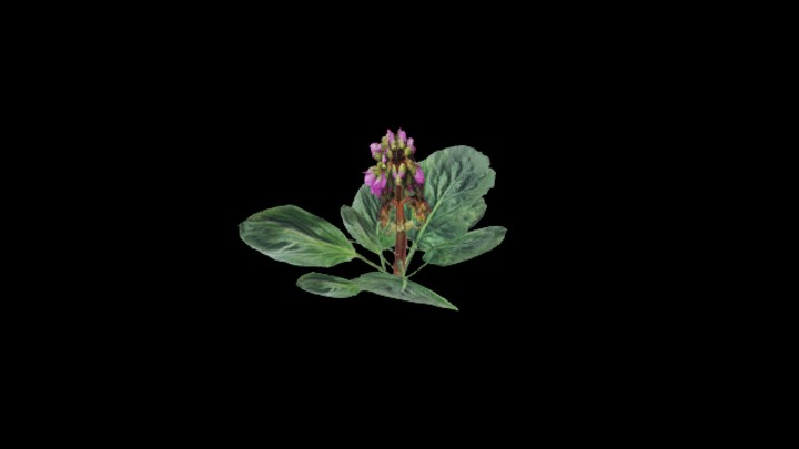 UE项目资源_模型资源_植物1084