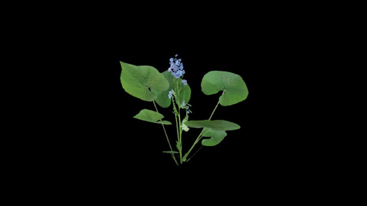 UE项目资源_模型资源_植物1113