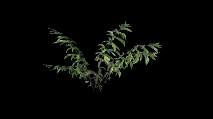 UE项目资源_模型资源_植物1143