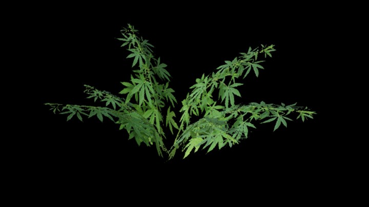 UE项目资源_模型资源_植物1153