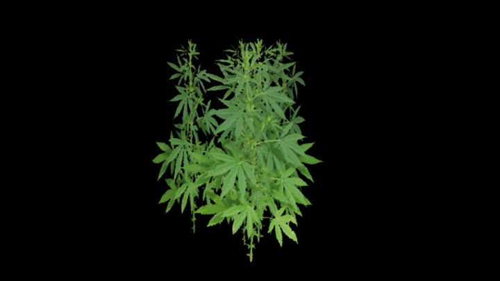 UE项目资源_模型资源_植物1156