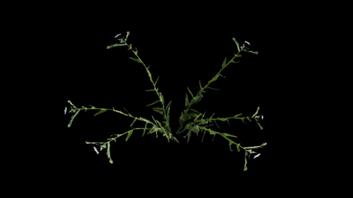 UE项目资源_模型资源_植物1219