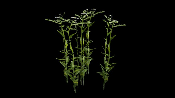 UE项目资源_模型资源_植物1227